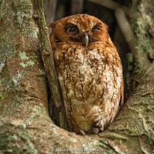 seekor burung hantu duduk di tengah pohon