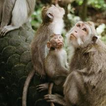 a group of monkeys sitting on top of a rock