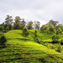 a green hill with trees on top of it