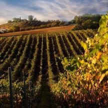 a vineyard with a bunch of green vines
