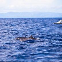 zwei Delfine schwimmen im Wasser in der Nähe eines Bootes
