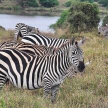 a herd of zebras standing in the grass near a river