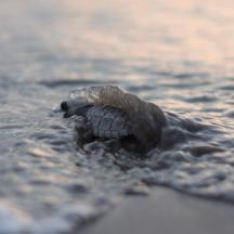 una tortuga nedant a l'aigua de la platja