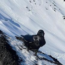 a bird standing on top of a snow covered mountain