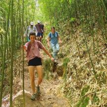 a group of people walking down a trail in a bamboo forest