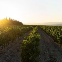 una vinya amb fileres de raïm a la posta de sol