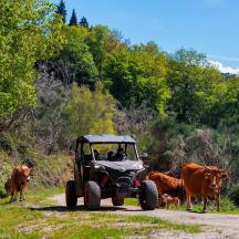 a person in a tractor on a dirt road with cows