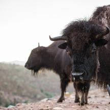 two cows are standing on a dirt road