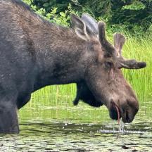 a moose standing in the water drinking water