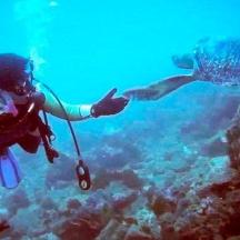 a person is scuba diving in the ocean