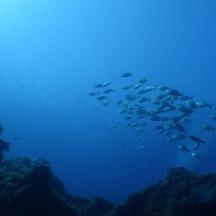un estol de peixos nedant a l'oceà