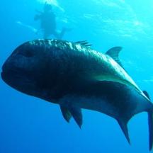 ein Hai, der mit einem Taucher im Wasser schwimmt