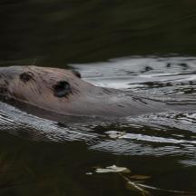 a polar bear swimming in the water