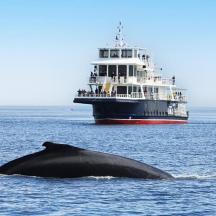 a whale in the ocean with a large boat