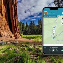 un telefono cellulare è appoggiato davanti a un albero