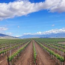 eine Reihe von Weinreben auf einem Feld mit Bergen im Hintergrund