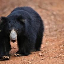 a black bear walking on a dirt road