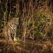 a jaguar sitting on the ground in the woods