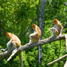 four monkeys sitting on top of a tree branch