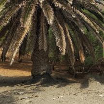 una palmera amb un rètol al davant