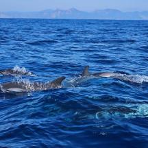 a group of dolphins swimming in the water
