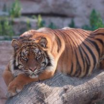 a tiger laying on top of a log