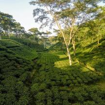 an overhead view of a tea plantation in a forest