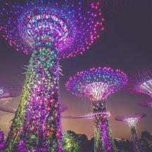 a group of trees lit up at night
