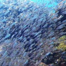 a large group of fish swimming in the water