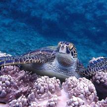 a green sea turtle swimming in the water