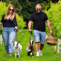 a man and woman walking their goats through a vineyard