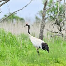 a bird standing in a field of tall grass