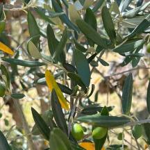 a tree with green and yellow fruits on it