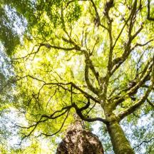a tall tree looking up into the sky
