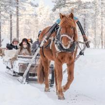 en hest, der trækker en kane med mennesker på i sneen