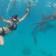 eine Gruppe von Menschen, die mit einem Walhai im Wasser schwimmen