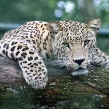 harimau bintang berbaring di atas dahan pokok
