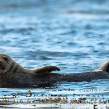 a seal swimming in the water
