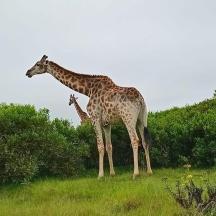 dalawang giraffe na nakatayo sa isang bukid sa tabi ng mga puno