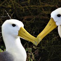 zwei weiße Vögel mit langen gelben Schnäbeln