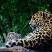 a jaguar sitting on a tree branch