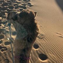 a dog standing in the sand on a beach