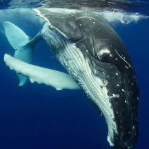 a whale shark swimming in the water