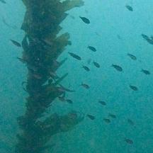 un grup de peixos nedant al voltant d'un pal a l'aigua