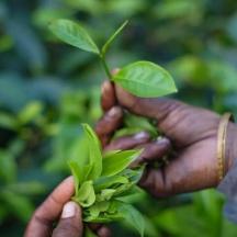 two hands holding a green plant with