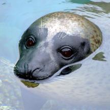 una foca està nedant a l'aigua