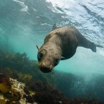 una foca nedant a l'aigua de l'oceà