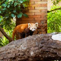 a small red animal standing on top of a rock