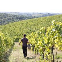 a man walking through a vineyard with a basket