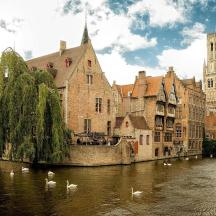 a group of swans floating on a river in a city